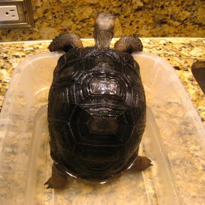 ALDABRA BREEDER