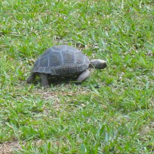 ALDABRA BREEDER