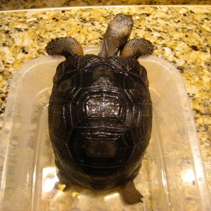 ALDABRA BREEDER