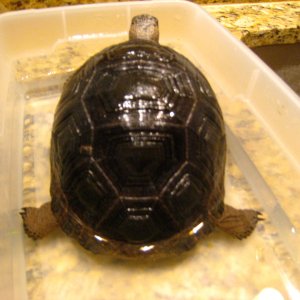 ALDABRA BREEDER