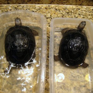 ALDABRA BREEDER