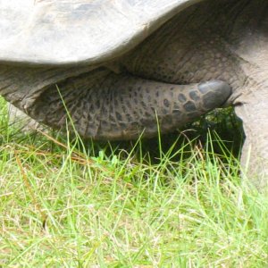 ALDABRA BREEDER