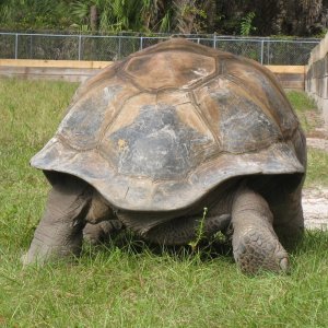 ALDABRA BREEDER