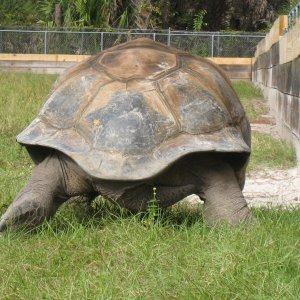 ALDABRA BREEDER