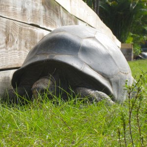 ALDABRA BREEDER