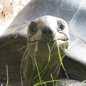 ALDABRA BREEDER