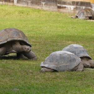 ALDABRA BREEDER