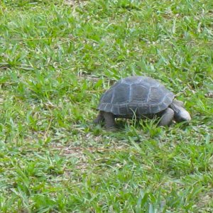 ALDABRA BREEDER