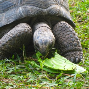 ALDABRA BREEDER