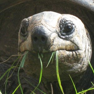 ALDABRA BREEDER