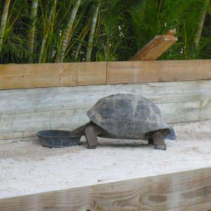 ALDABRA BREEDER