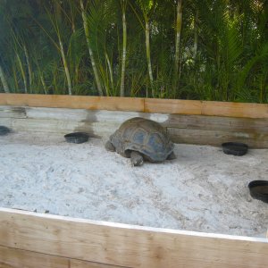 ALDABRA BREEDER