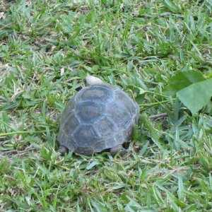 ALDABRA BREEDER