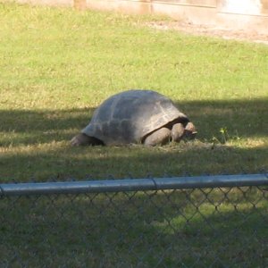 ALDABRA BREEDER