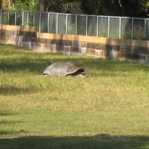 ALDABRA BREEDER