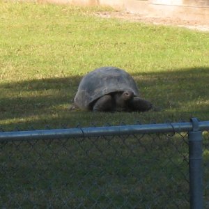 ALDABRA BREEDER