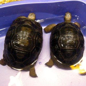 ALDABRA BREEDER