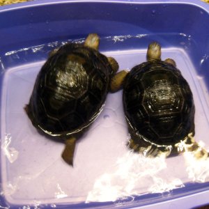 ALDABRA BREEDER