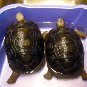 ALDABRA BREEDER