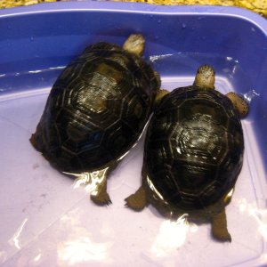 ALDABRA BREEDER