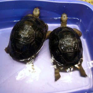 ALDABRA BREEDER