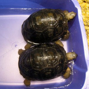 ALDABRA BREEDER