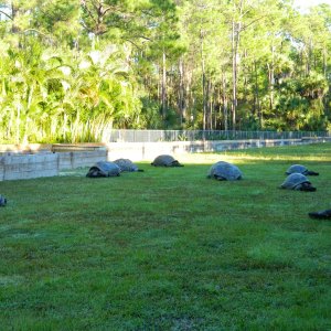 ALDABRA BREEDER
