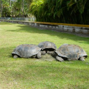 ALDABRA BREEDER