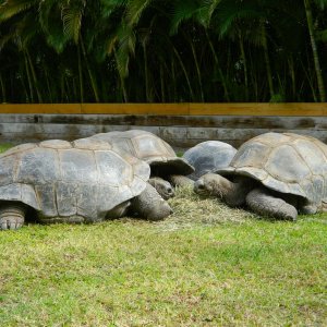 ALDABRA BREEDER