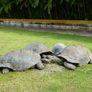 ALDABRA BREEDER