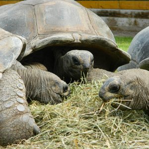 ALDABRA BREEDER