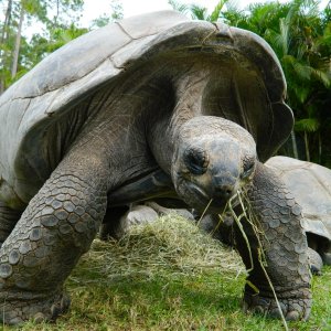 ALDABRA BREEDER