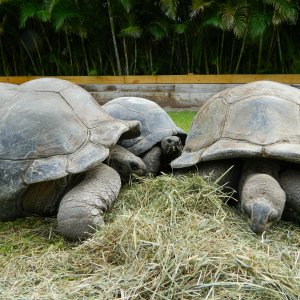 ALDABRA BREEDER