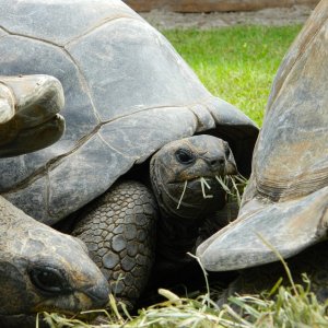 ALDABRA BREEDER