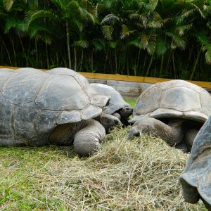 ALDABRA BREEDER