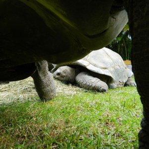 ALDABRA BREEDER