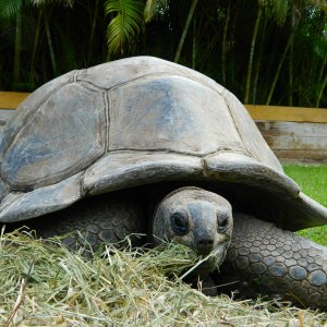 ALDABRA BREEDER