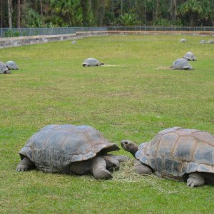ALDABRA BREEDER