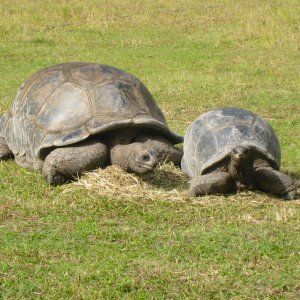ALDABRA BREEDER