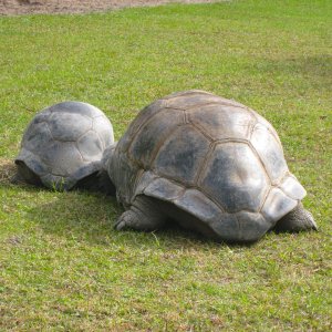 ALDABRA BREEDER
