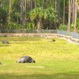 ALDABRA BREEDER