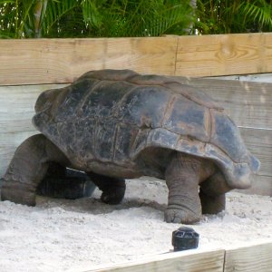 ALDABRA BREEDER