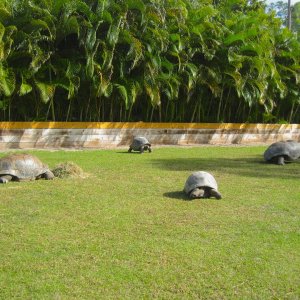 ALDABRA BREEDER