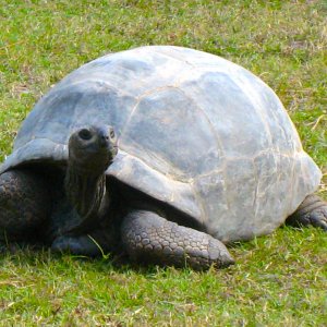 ALDABRA BREEDER