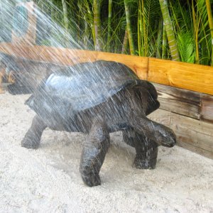 ALDABRA BREEDER