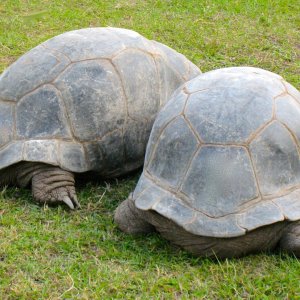 ALDABRA BREEDER