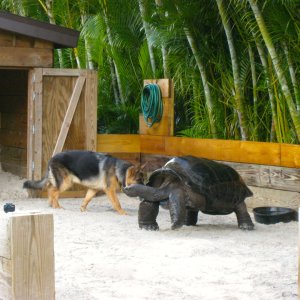 ALDABRA BREEDER