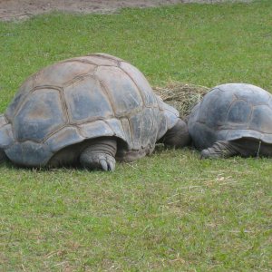 ALDABRA BREEDER