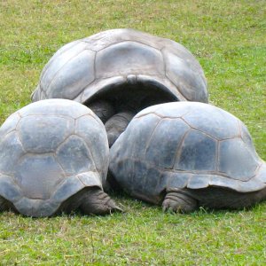 ALDABRA BREEDER
