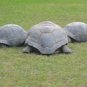 ALDABRA BREEDER